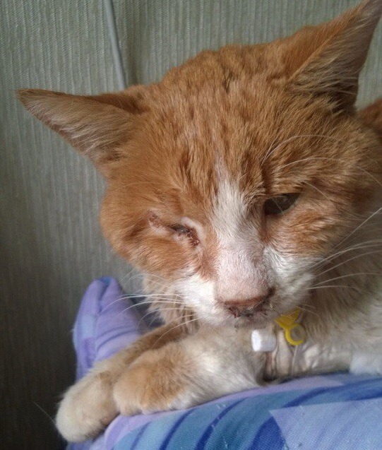  История смелого рыжего кота, заболевшего страшной болезнью - фото 2