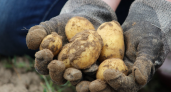 Россиян оставляют без "второго хлеба": за посадку картошки на даче будут безжалостно штрафовать